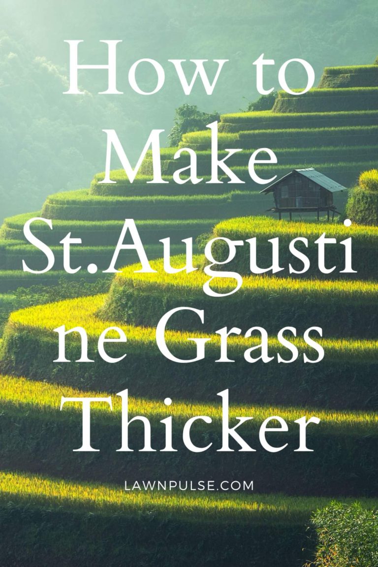 How To Make St Augustine Grass Thicker Free Tips Lawn Pulse