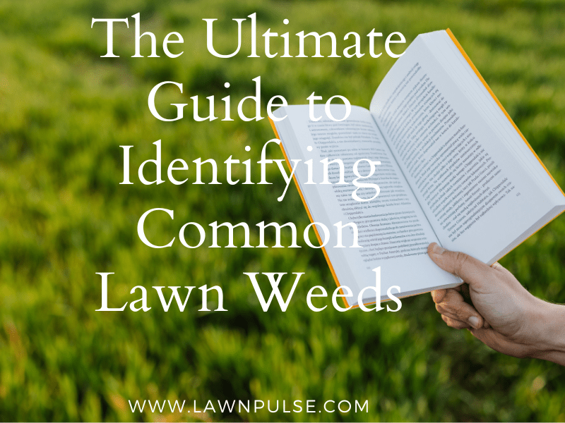 The Ultimate Guide to identifying Common lawn weeds