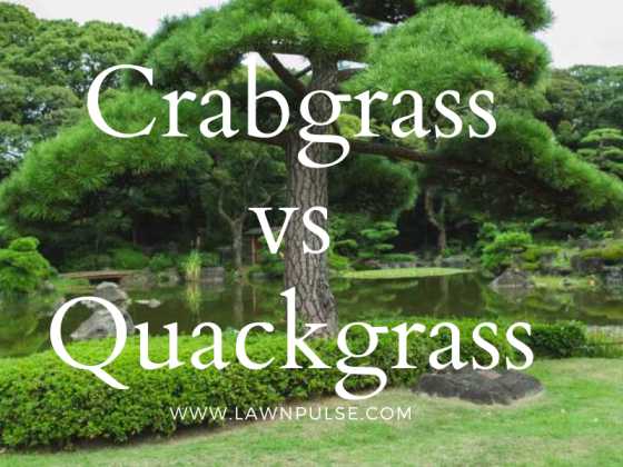 crabgrass vs quackgrass