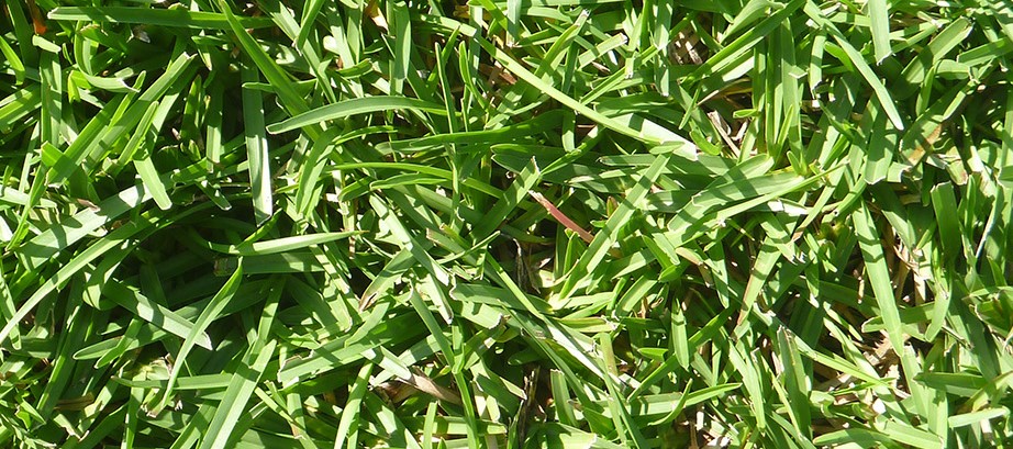 Centipede Grass Vs St Augustine Which Is The Best Lawn Pulse