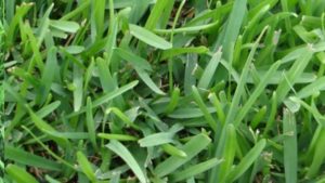 st augustine grass