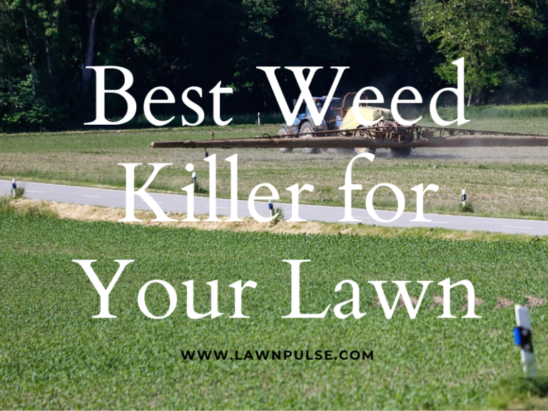 Weed Killer for Lawns Which Product is Best? Lawn Pulse