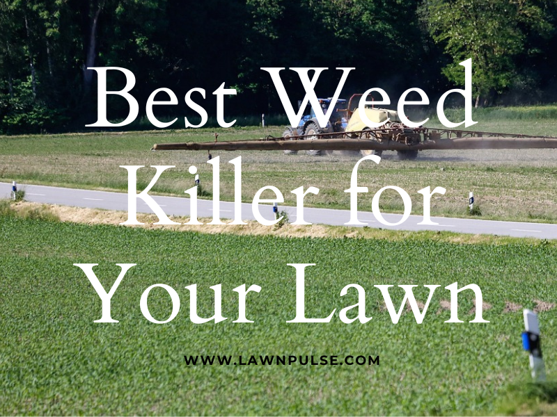 best weed killer