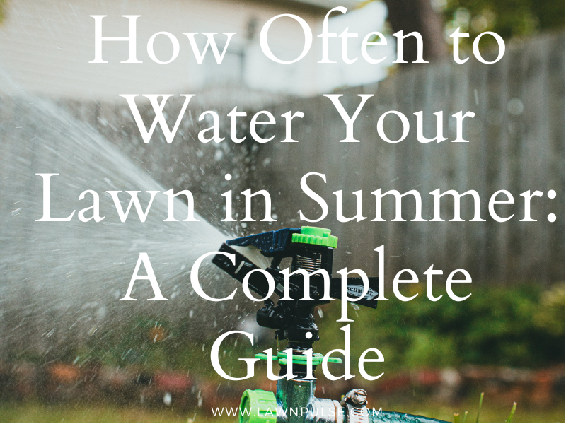 Watering lawn during summer