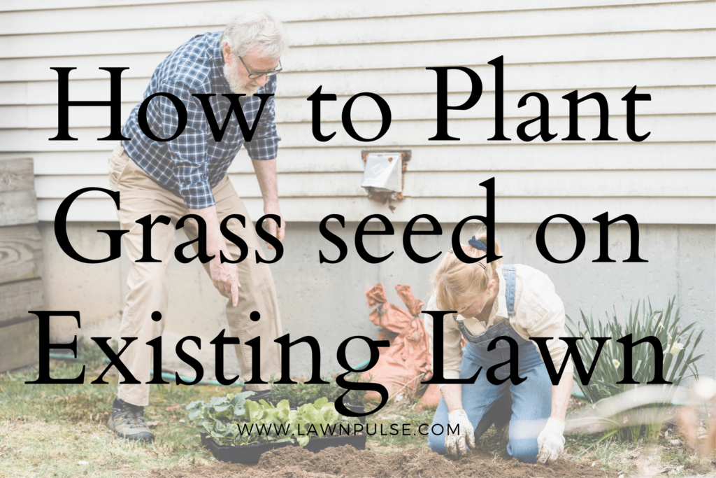 how to plant grass seed on existing lawn