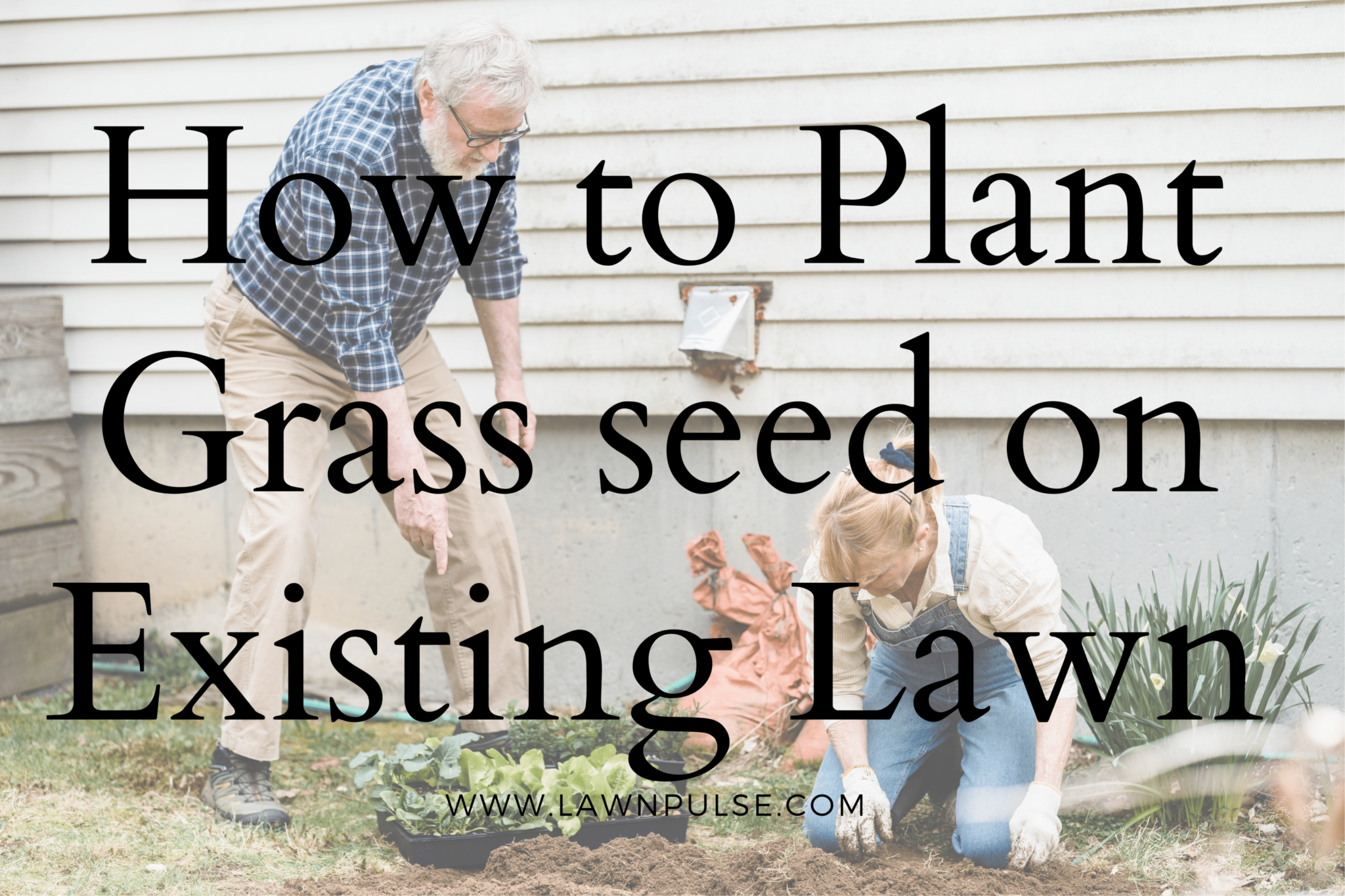 How To Plant Grass Seed On Existing Lawn 4642