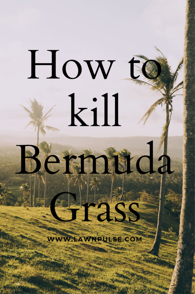 how to kill bermuda grass
