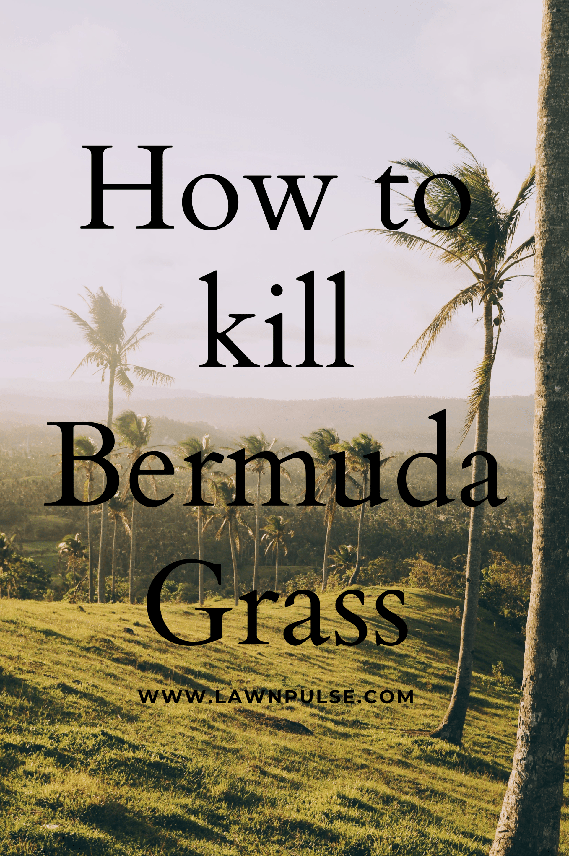 How to kill bermuda grass