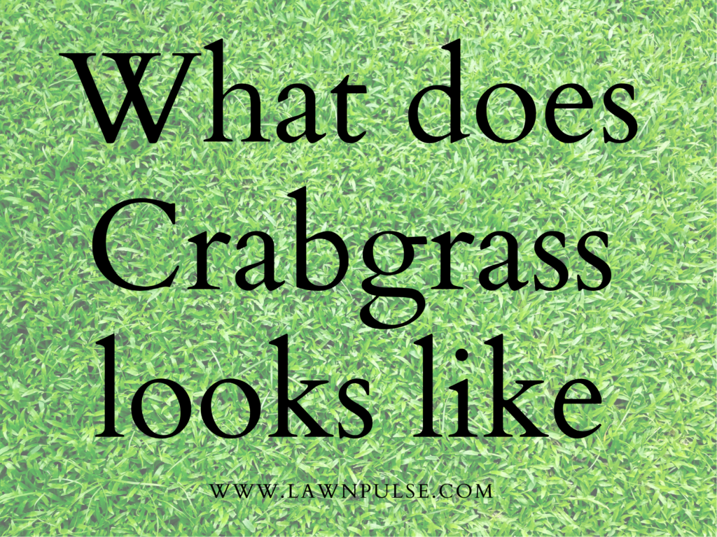 what does crabgrass looks like