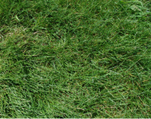 Fine Fescue Grass