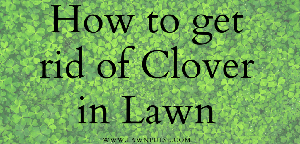 How to get rid of clover in lawn