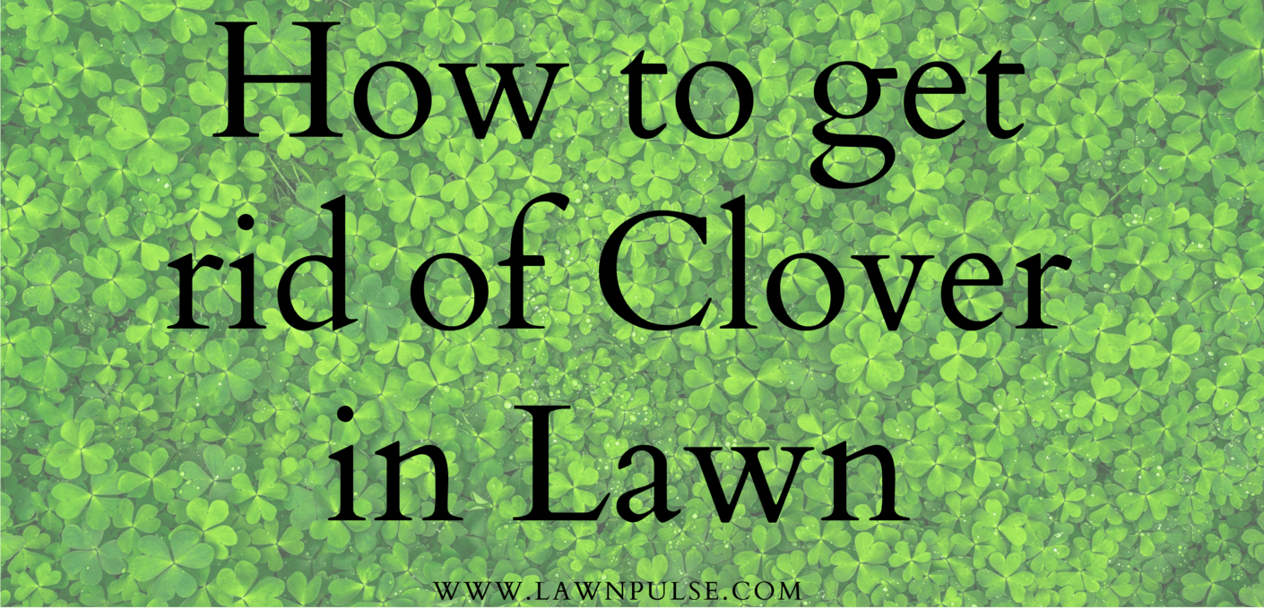 How to get rid of Clover in Lawn Lawn Pulse