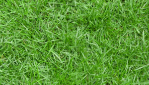 zoysia grass