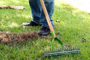 Dethatching Rake