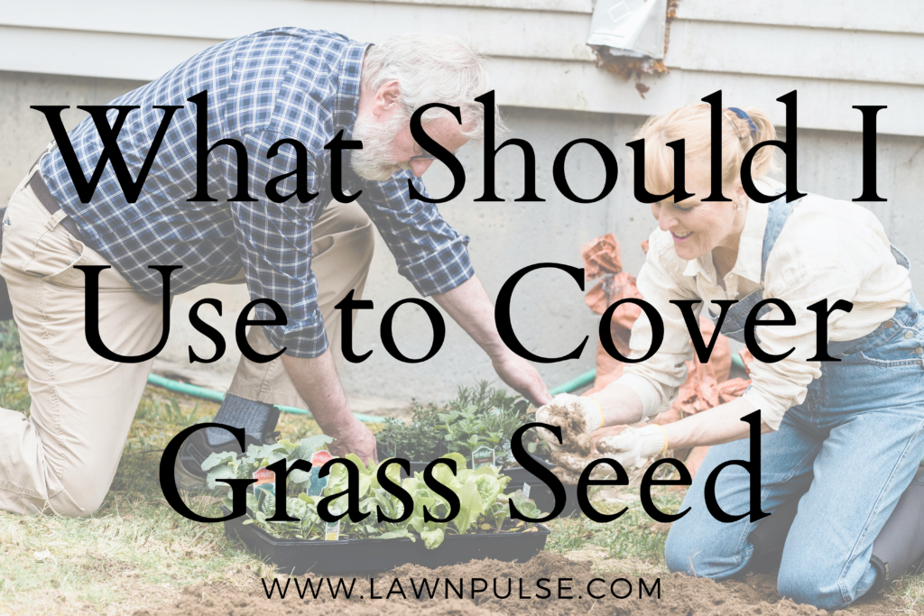 What Should I Use To Cover New Grass Seed   How Long Should You Water Your Lawn 4 1024x683 