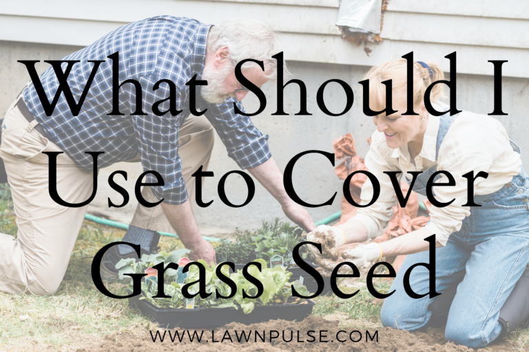 What Should I Use to Cover New Grass Seed?