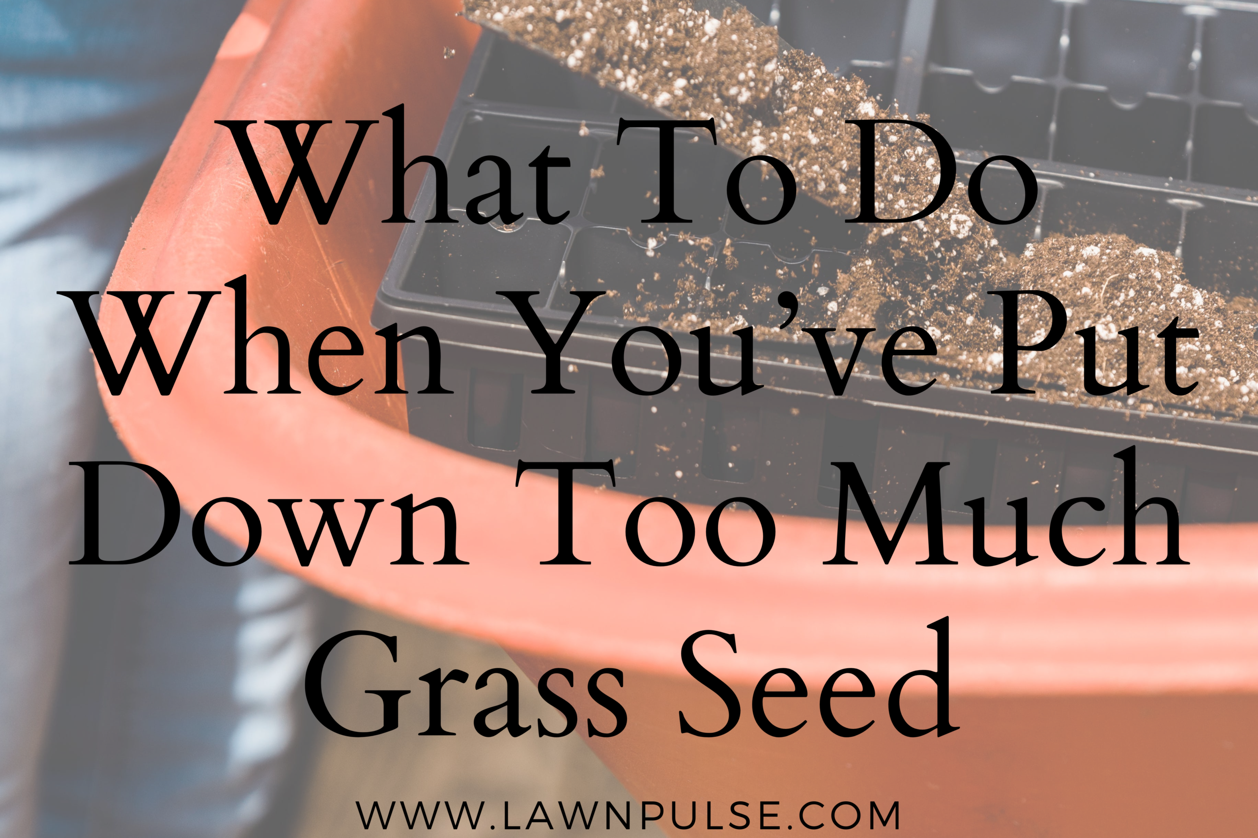 What to Do When You've Put Down Too Much Grass Seed