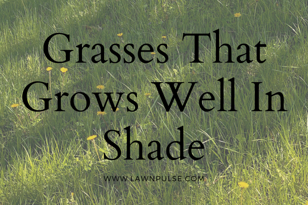 grasses that grows well in shades