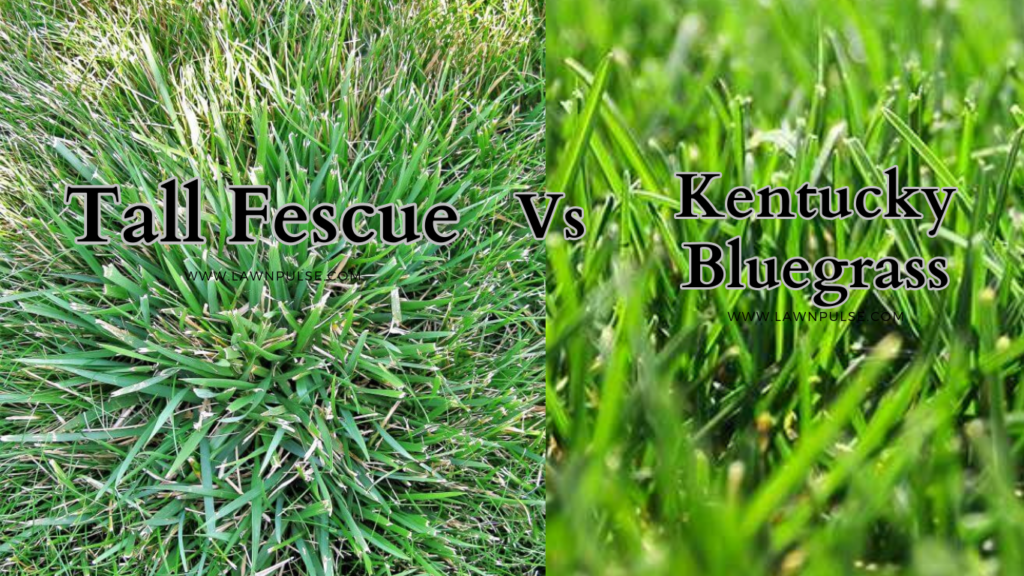 Tall fescue vs Kentucky bluegrassa