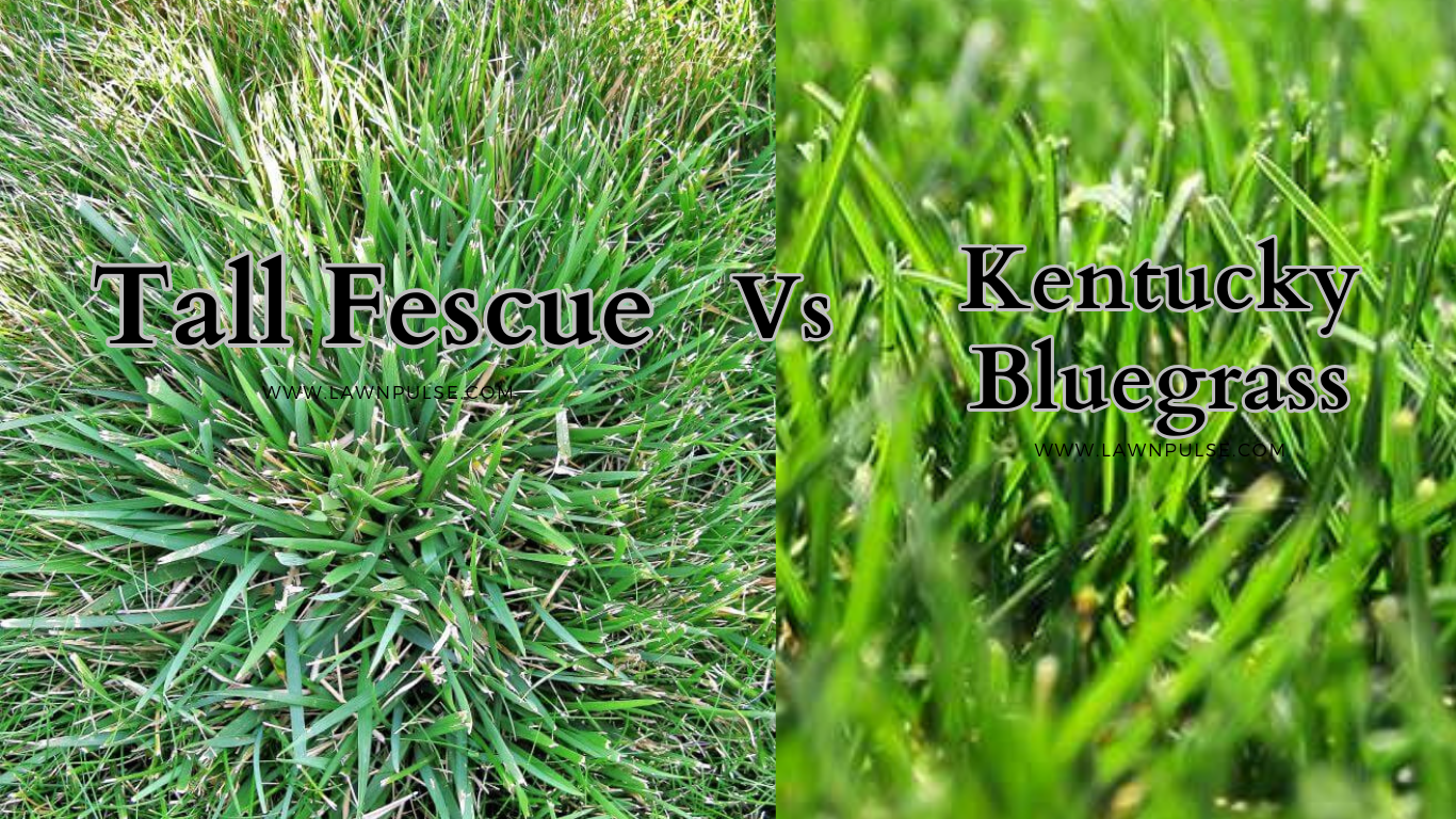 Tall fescue vs Kentucky bluegrassa