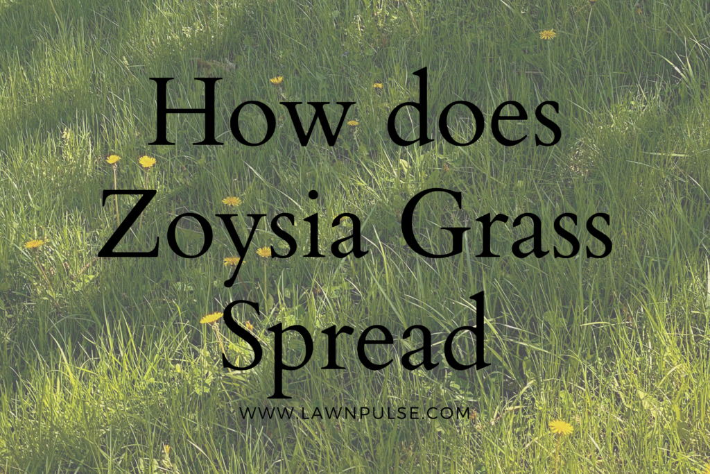 How does Zoysia Grass spread